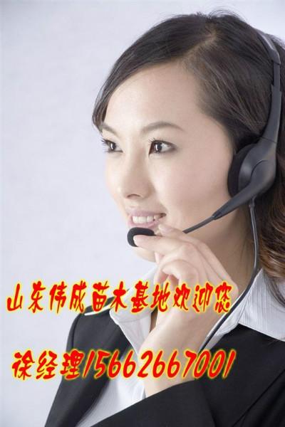 苗木基地圖片/苗木基地樣板圖 (2)