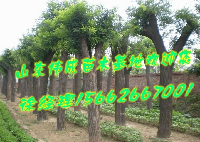 供應國槐.大國槐.小國槐