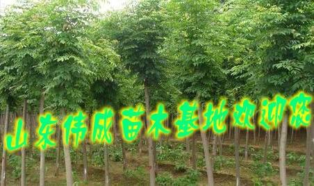 苗木基地圖片/苗木基地樣板圖 (4)