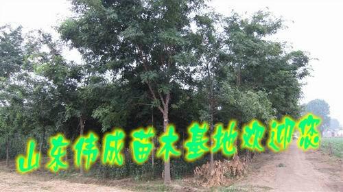 供應(yīng)15公分國槐.國槐苗圃.山東國槐價格