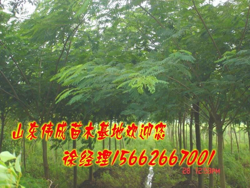 供應(yīng)20公分國(guó)槐.國(guó)槐價(jià)格.山東國(guó)槐基地