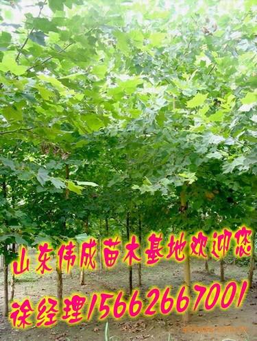 供應(yīng)苗木基地.國槐基地.合歡基地.白蠟
