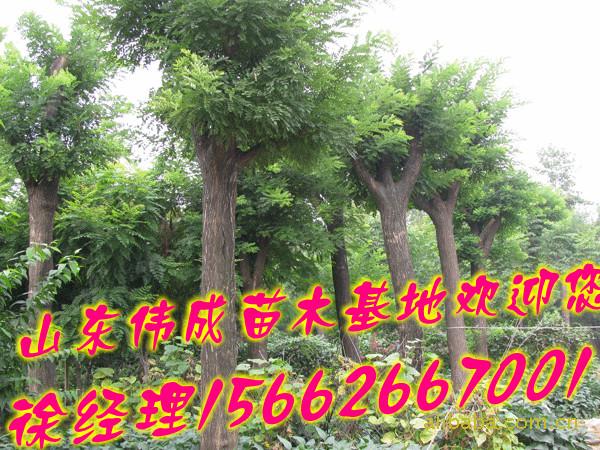 國槐苗木圖片/國槐苗木樣板圖 (3)