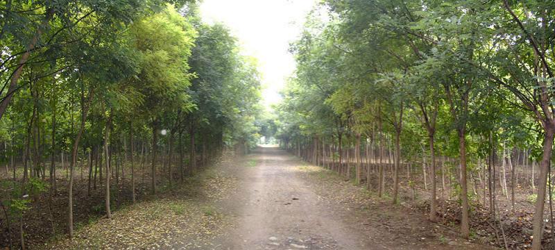 山東苗木圖片/山東苗木樣板圖 (3)