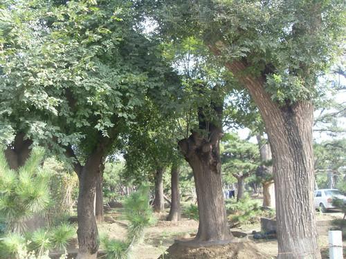 供應(yīng)山東苗木基地.偉成苗木.國(guó)槐報(bào)價(jià)