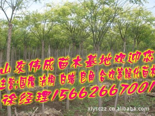供應(yīng)優(yōu)質(zhì)苗木基地.國(guó)槐.法桐