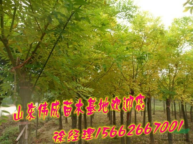 苗木基地圖片/苗木基地樣板圖 (3)