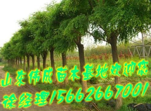 供應(yīng)國槐價格.山東國槐.菏澤偉成苗木