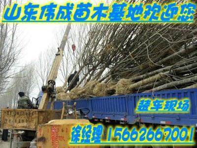 供應(yīng)國槐價格.買國槐.*偉成苗木