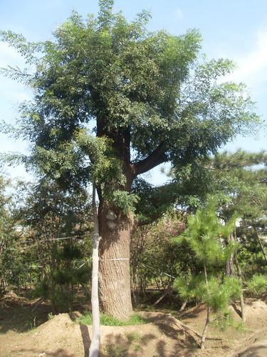 國(guó)槐種植基地圖片/國(guó)槐種植基地樣板圖 (4)