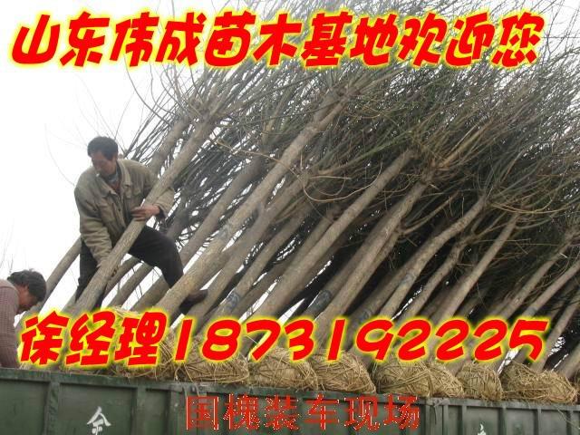 山東最大苗木基地.國槐法桐基地.白圖片