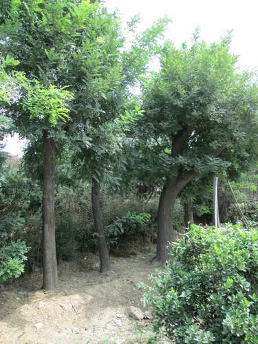 國(guó)槐.法桐.合歡.白蠟.皂角圖片/國(guó)槐.法桐.合歡.白蠟.皂角樣板圖 (2)