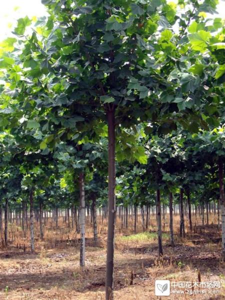 法桐基地圖片/法桐基地樣板圖 (2)