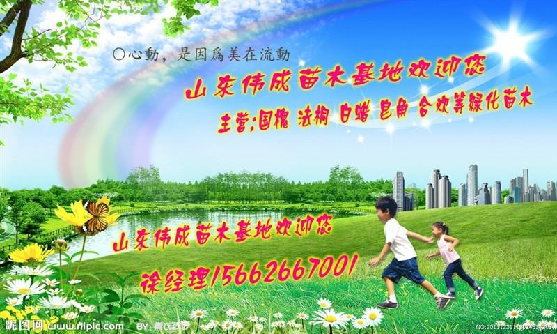 國槐苗木圖片/國槐苗木樣板圖 (4)