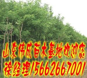 供應(yīng)國槐價格.山東國槐.菏澤偉成苗木