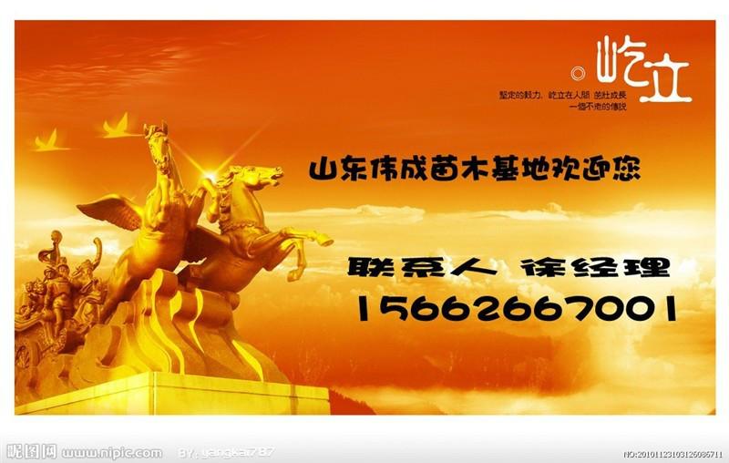 供應10公分國槐.山東國槐.國槐基地