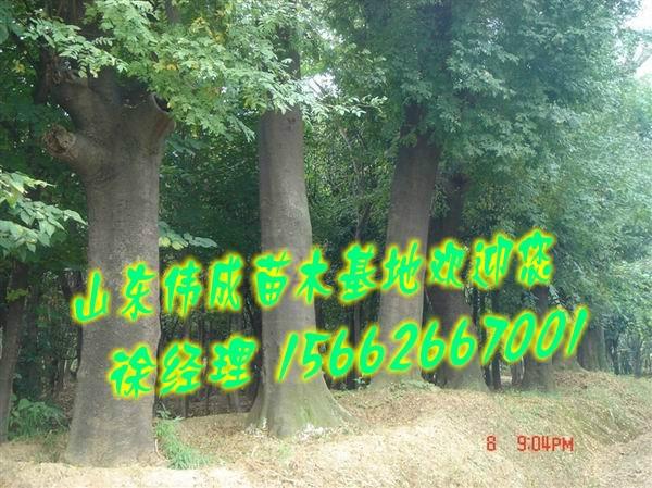 綠化苗木基地圖片/綠化苗木基地樣板圖 (4)