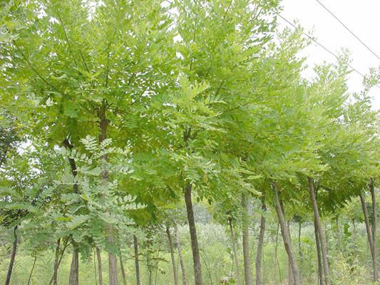 山東優(yōu)質(zhì)國槐種植基地長年供應(yīng)優(yōu)質(zhì)圖片