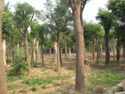 供應山東苗木基地.國槐.法桐