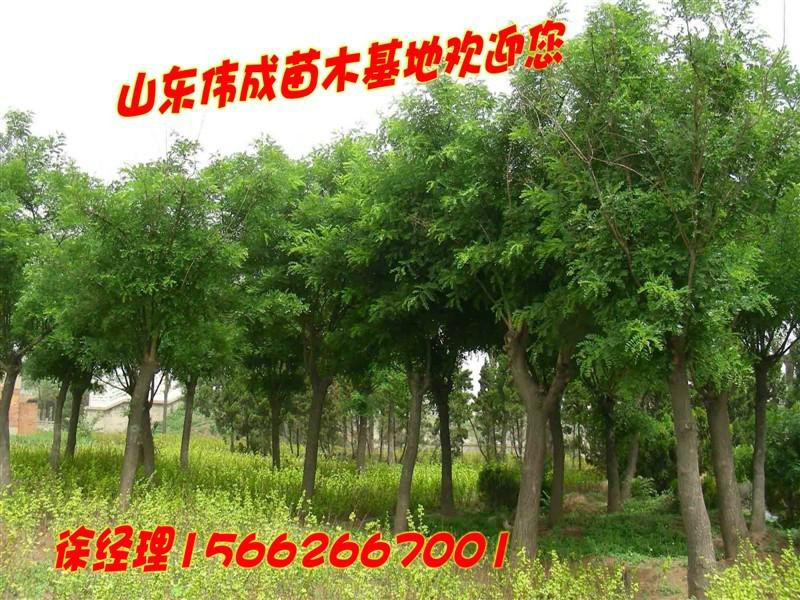 供應(yīng)國槐價格.山東國槐.菏澤偉成苗木