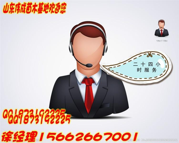 山東國槐苗木基地.法桐基地.圖片