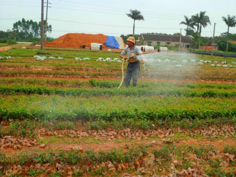 供應(yīng)速生桉營養(yǎng)杯苗