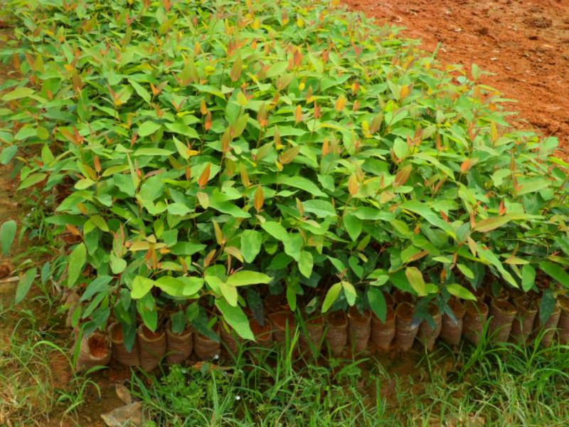 供應(yīng)速生桉營養(yǎng)杯苗