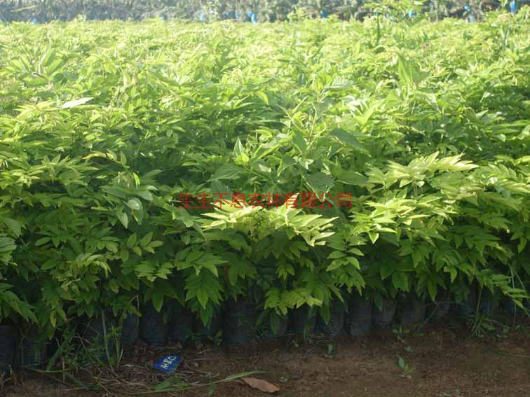 供應(yīng)廣西黃花梨*批發(fā)