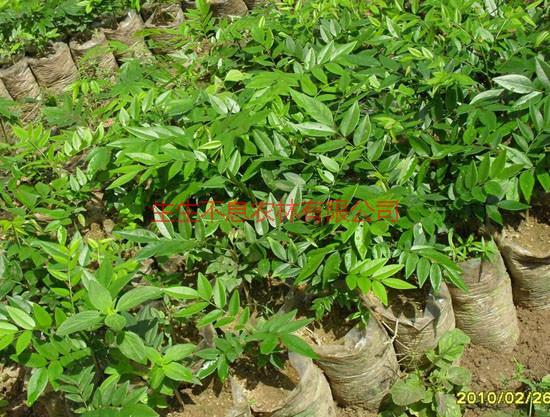 供應(yīng)南寧優(yōu)質(zhì)黃花梨種子