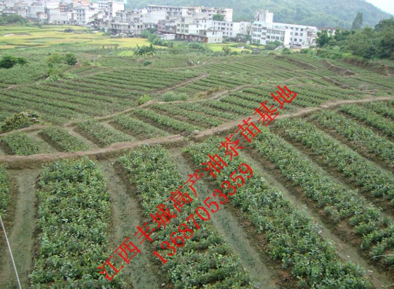 供应江西高产油茶苗嫁接价格图片