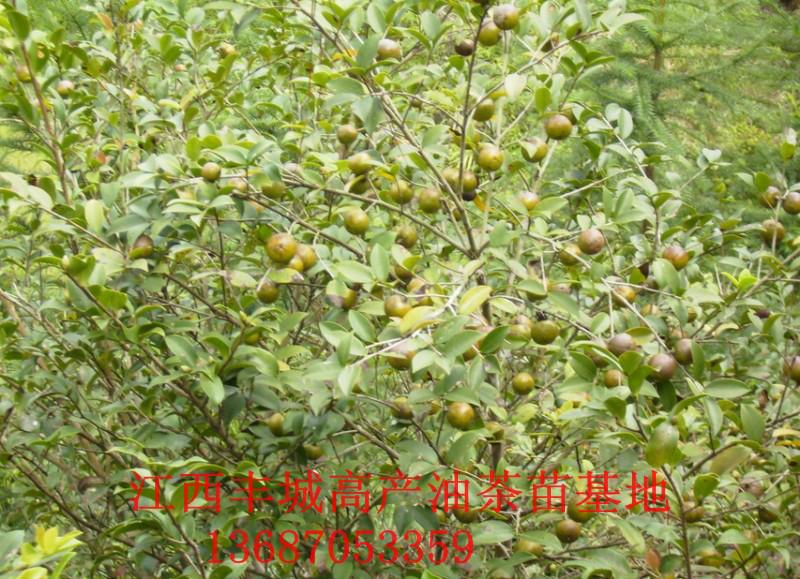 供应油茶苗木培育，油茶苗木供应商，油茶苗基地