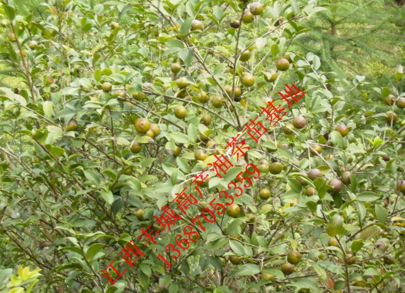 供应二年生油茶苗报价-二年生油茶苗种植-二年生油茶苗供应商