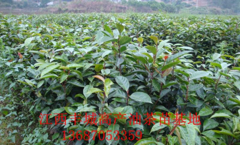 二年生油茶苗报价供应二年生油茶苗报价-二年生油茶苗种植-二年生油茶苗供应商