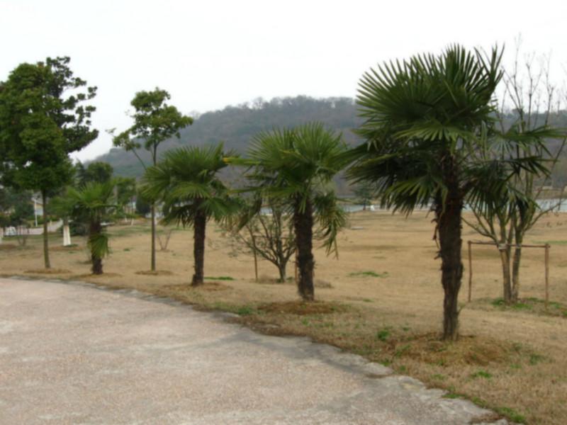 供應(yīng)垂柳批發(fā)，江蘇垂柳報(bào)價(jià)，垂柳生產(chǎn)基地