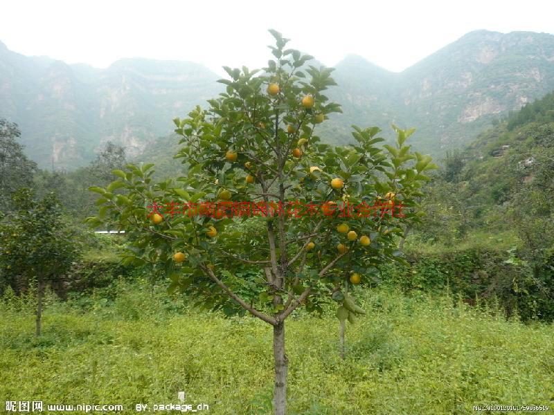 柿子圖片/柿子樣板圖 (3)