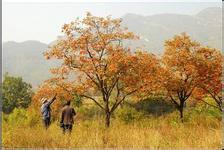 供應(yīng)如皋柿子樹(shù)行情，浙江柿子樹(shù)生產(chǎn)商電話，安徽柿子樹(shù)批發(fā)