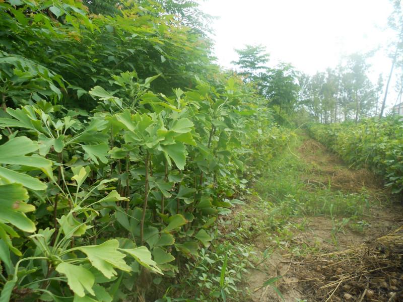 供應(yīng)江蘇白蠟小苗供應(yīng)商，哪里有白蠟小苗，白蠟樹(shù)苗生產(chǎn)批發(fā)