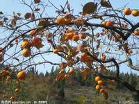 供應(yīng)如皋柿子樹(shù)行情，浙江柿子樹(shù)生產(chǎn)商電話，安徽柿子樹(shù)批發(fā)