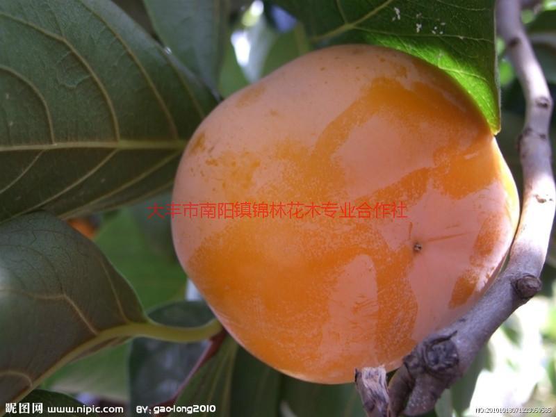 江蘇什么地方有柿子樹圖片