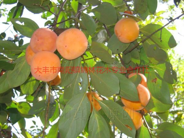 柿子圖片/柿子樣板圖 (3)