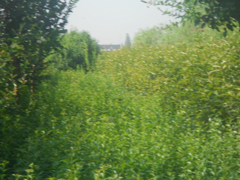 供應(yīng)江蘇大豐木槿生產(chǎn)基地，江蘇鹽城木槿的價(jià)錢，大豐木槿小苗繁育