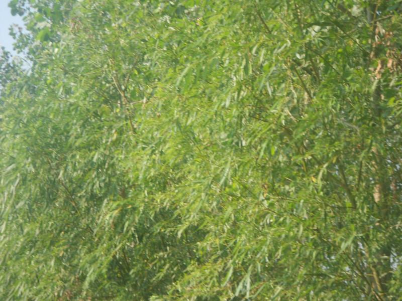 供應(yīng)江蘇大豐木槿生產(chǎn)基地，江蘇鹽城木槿的價(jià)錢，大豐木槿小苗繁育