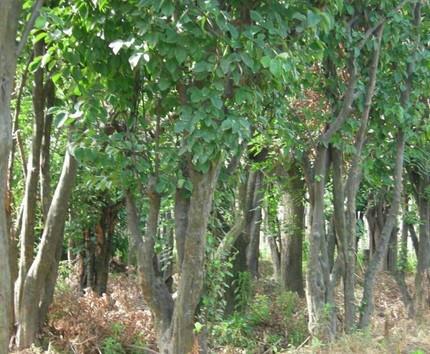 供應(yīng)木瓜樹苗 湖北木瓜樹苗 十堰木瓜樹苗價(jià)格15971858219
