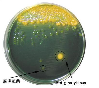 供应肠炎弧菌用TCBS琼脂培养基图片