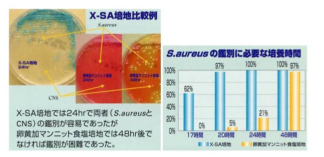 金黃色葡萄球菌圖片/金黃色葡萄球菌樣板圖 (2)