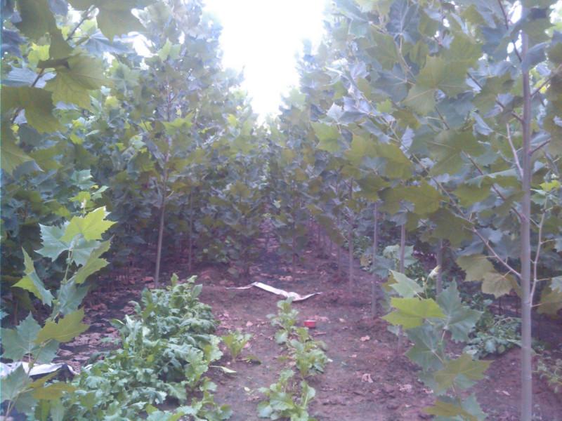 供應(yīng)山東省濟(jì)寧市2公分法桐3公分法桐4公分法桐