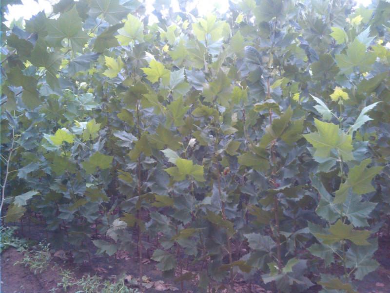 供應(yīng)3米速生法桐苗2公分法桐