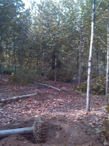 供應(yīng)14公分15公分16公分法桐價格