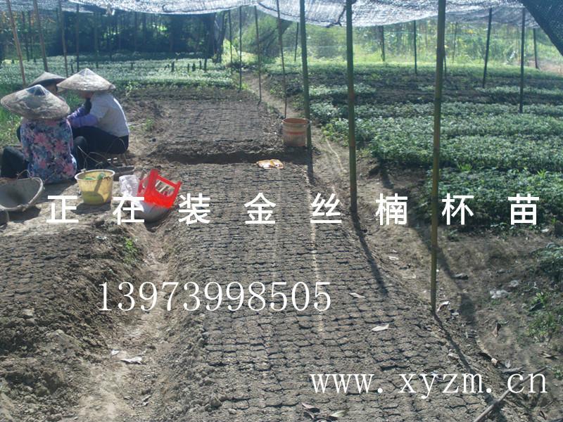 供應(yīng)細(xì)葉金絲楠木,細(xì)葉金絲楠木樹(shù)苗,細(xì)葉金絲楠木種子