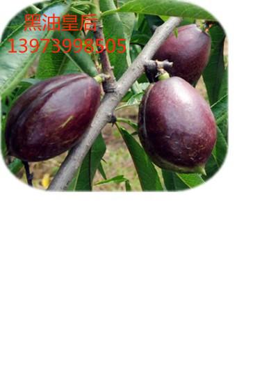 供應(yīng)黑油桃  黑油桃樹苗  黑油桃苗木